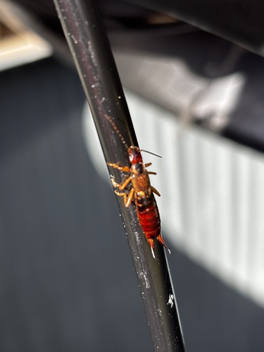 European Earwig