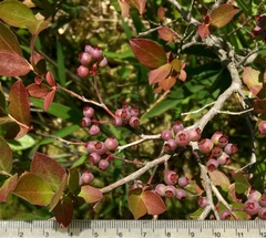 Vaccinium formosum