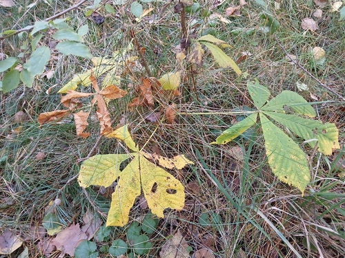 horse-chestnut