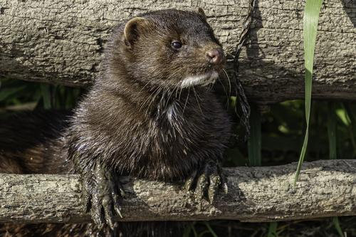 American Mink, photo 2 of 8