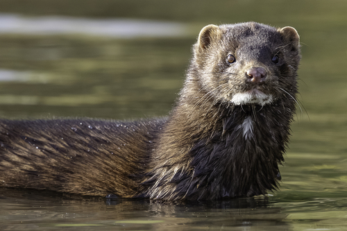American Mink, photo 3 of 8
