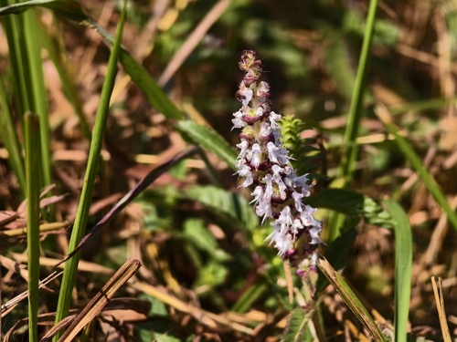 Platostoma palustre observed 2026-10-18