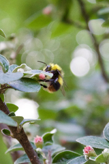 Bombus pratorum