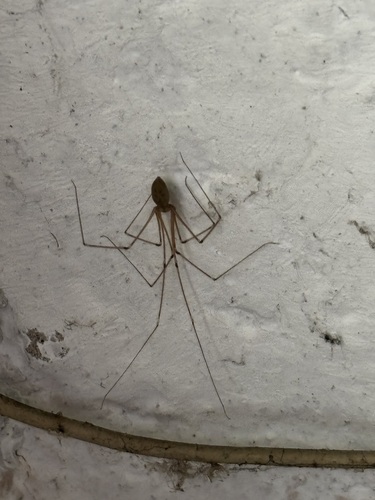 Long-bodied Cellar Spider