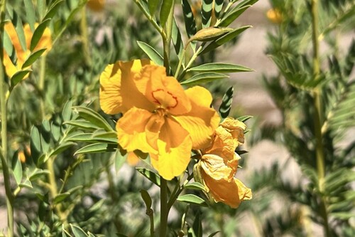 Petalostylis labicheoides observed 2026-10-15