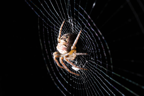 Zilla Orbweaver
