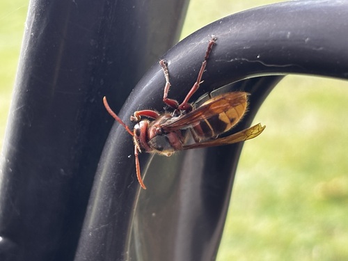 European Hornet