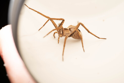 European Nursery Web spider