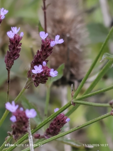 Verbena litoralis observed 2026-10-17