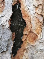 Cryptostroma corticale