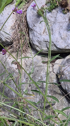 Common Wall Lizard
