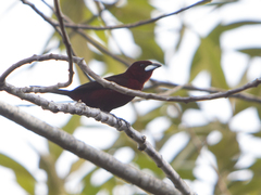 Ramphocelus carbo