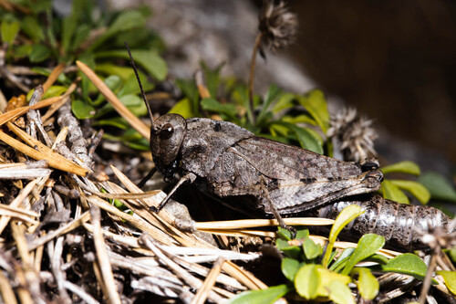 Rattle Grasshopper