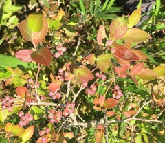 Vaccinium formosum