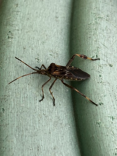 Western Conifer Seed Bug