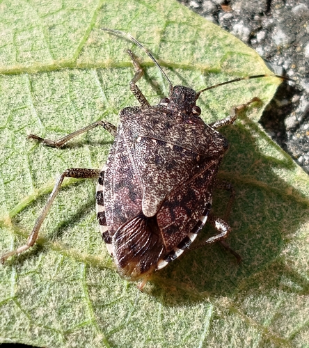 Brown Marmorated Stink Bug