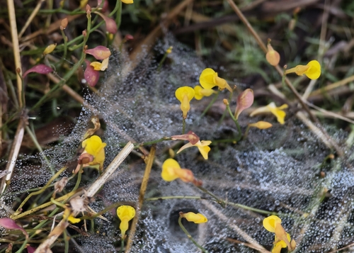 Utricularia bifida observed 2026-10-18