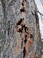Cryptostroma corticale