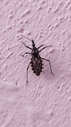 Triatoma brasiliensis
