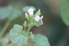 Malva neglecta