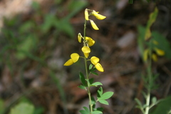 Cytisus nigricans