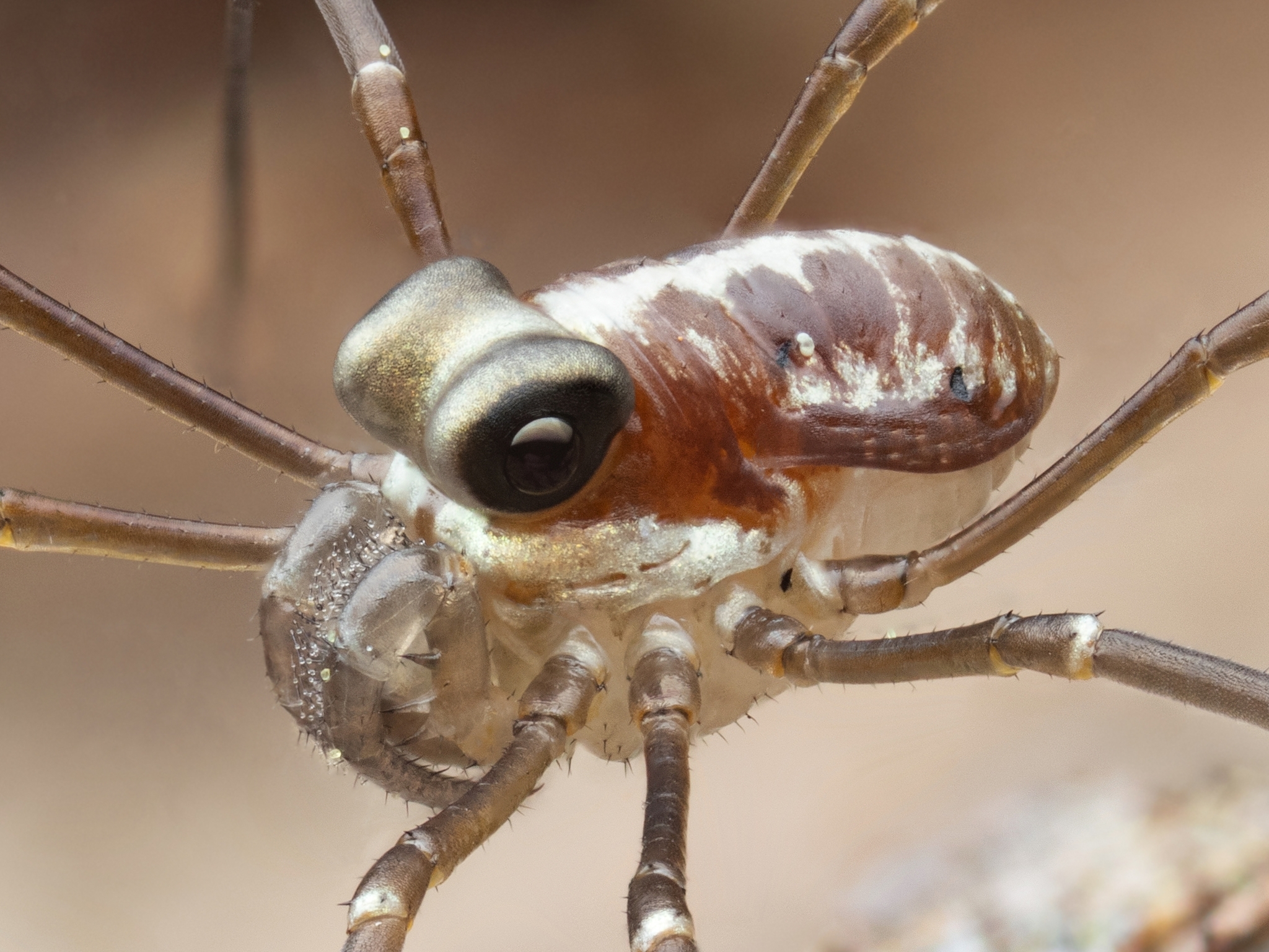 Harvestman, Order Opiliones Stock Photo - Alamy