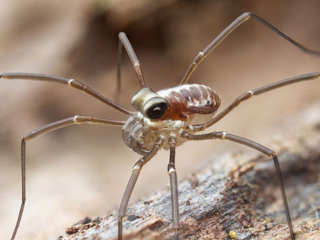 Caddoidea