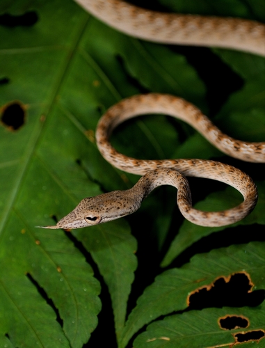 Speckle-headed Whipsnake