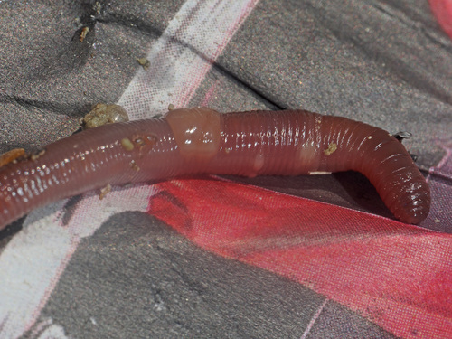 Octolasion tyrtaeum observed 2026-06-30