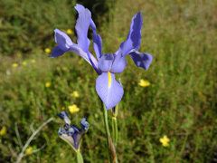 Iris xiphium