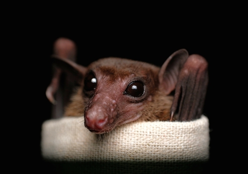 Lesser Dawn Bat
