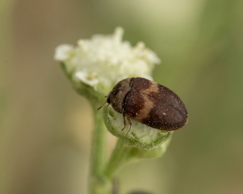 Attagenus fasciatus, 2026-10-18