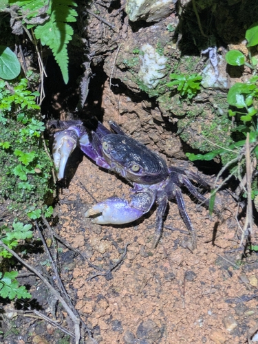 Geograpsus grayi observed 2026-10-17