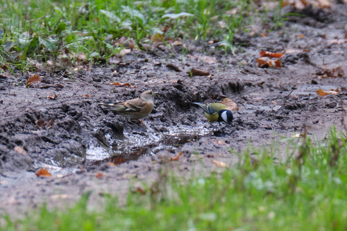 Brambling