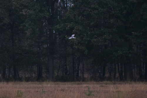 Hen Harrier