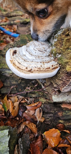Hoof Fungus