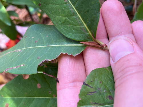 northern wild raisin