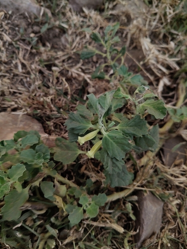 Pedalium murex observed 2026-10-18