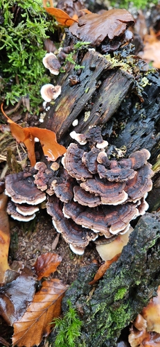 turkey-tail