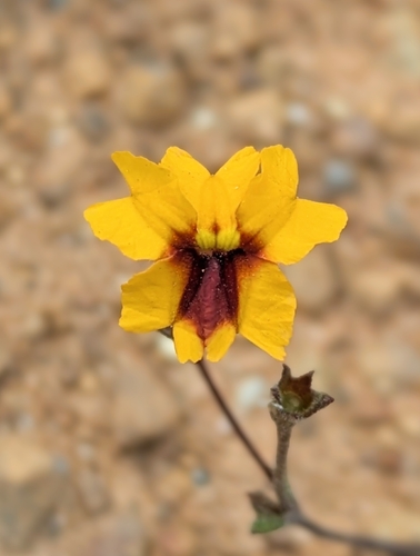 Goodenia trinervis, 2026-10-17