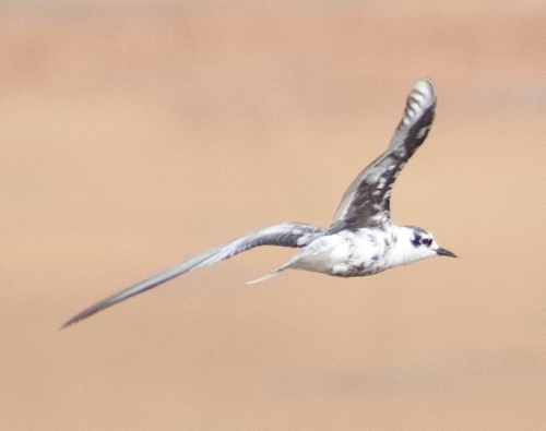 iNaturalist image