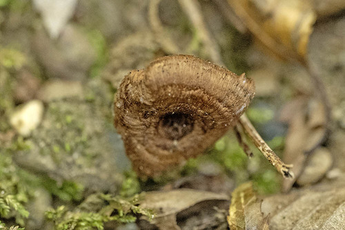 Coltricia cinnamomea observed 2026-10-17