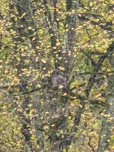 Ural Owl