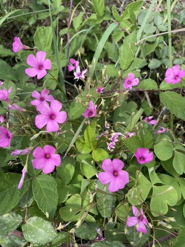 pink-sorrel