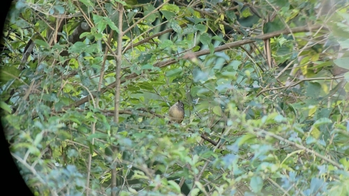 Alcippe morrisonia observed 2026-10-18