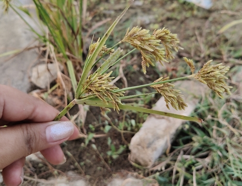 Cyperus iria observed 2026-10-18