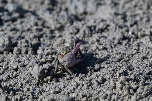 Paraleptuca crassipes observed 2026-10-15