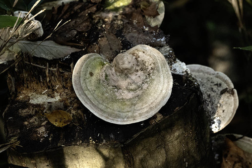 Trametes elegans observed 2026-10-17