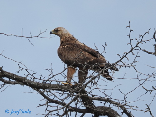 iNaturalist image
