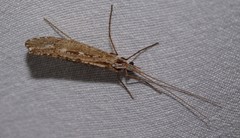 Glyphopsyche irrorata